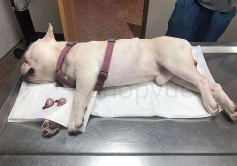 母狗死了小狗怎么养 母狗死了小狗怎么养