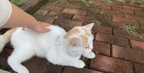 捡的流浪猫怎么养