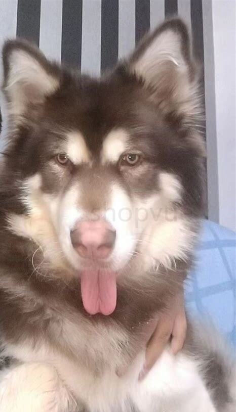 阿拉斯犬怎么养最好