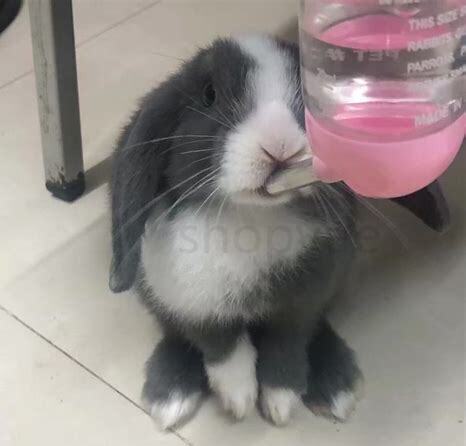 锤耳兔怎么养