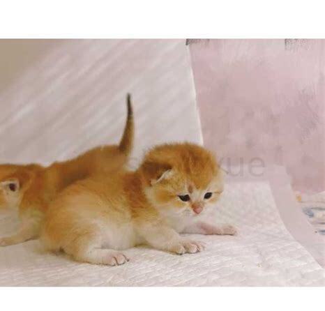 没有断奶的小猫怎么养