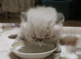 小猫多久不喝奶会饿死