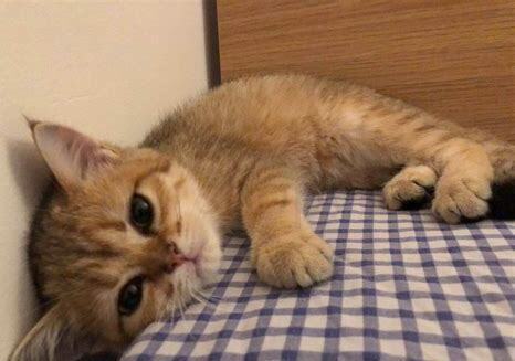 渐层猫怎么养胖