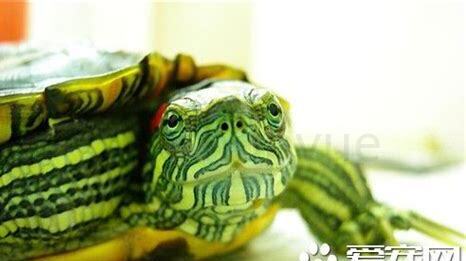 绿色的小乌龟吃什么怎么养,要放多少水合适