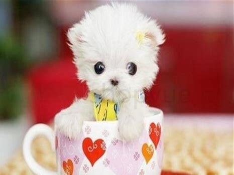 茶杯犬怎么养才健康视频