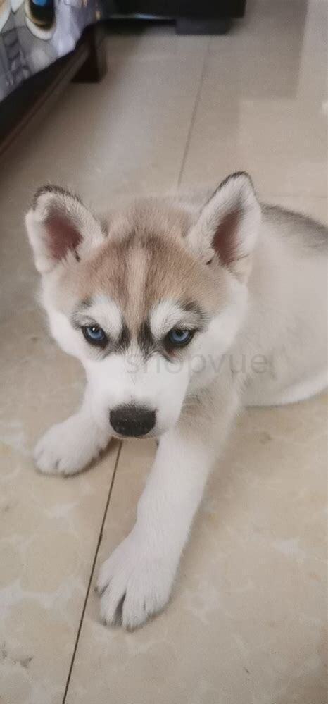 三个月大的哈士奇怎么养好