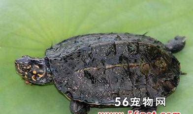 什么是三棱黑龟,带你了解三棱黑龟的习性特征与喂养等 什么是三棱黑龟,带你了解三棱黑龟的习性特征与喂养等