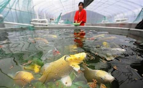 养鱼养水怎么养好