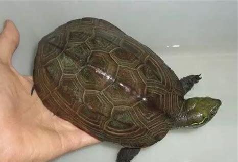 中华龟怎么养长得快