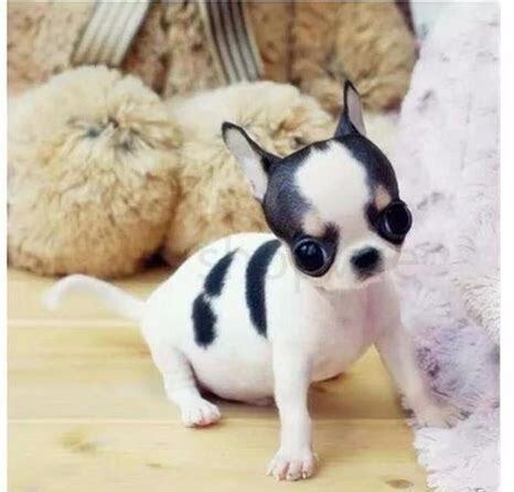 吉娃娃犬怎么养
