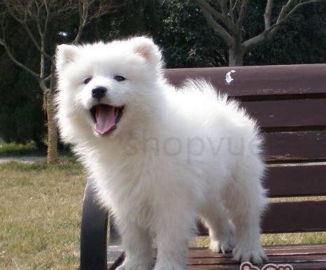 怎么养萨摩耶幼犬幼崽