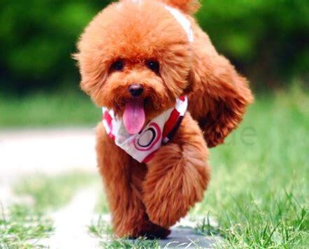 泰迪幼犬夏天怎么养活