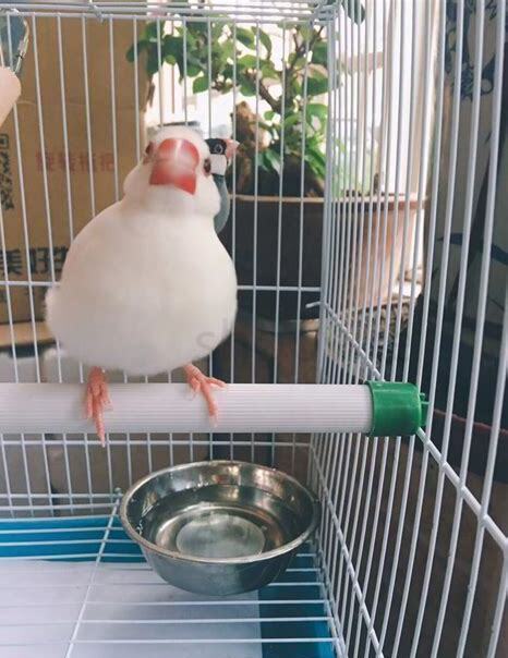 文鸟怎么养才能放手上