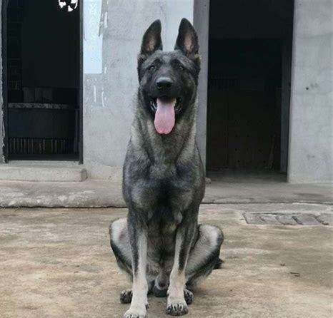 狼青犬怎么养好