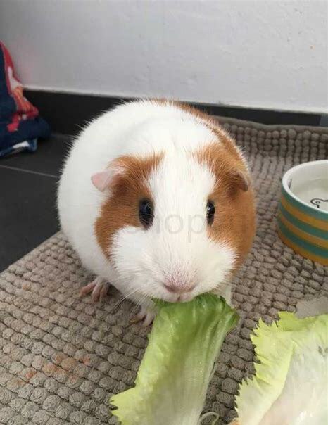 豚鼠该怎么养