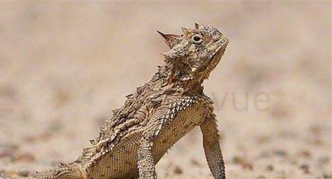 什么是澳洲刺角蜥,带你了解澳洲刺角蜥的习性特征与喂养等 什么是澳洲刺角蜥,带你了解澳洲刺角蜥的习性特征与喂养等