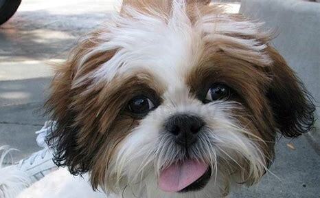 怎么养西施犬