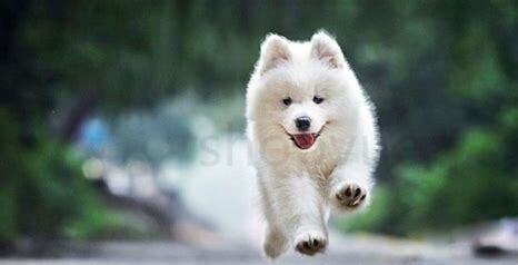 怎么养萨摩耶犬视频