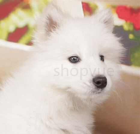 怎么养萨摩耶幼犬