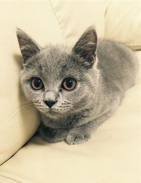 三个月美短猫怎么养好