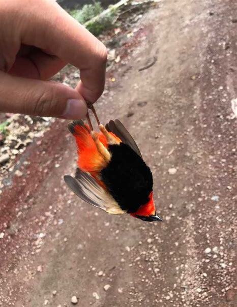 养的鸟死了是什么原因