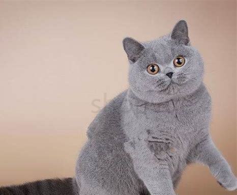 英国短毛猫蓝猫怎么养