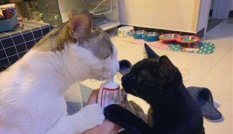 母猫不绝育怎么养