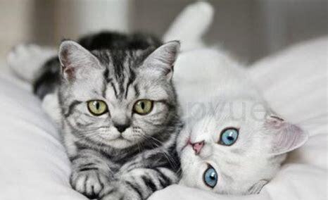 三个月大的猫咪怎么养胖
