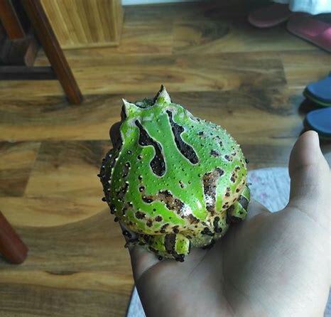 怎么养蛙类