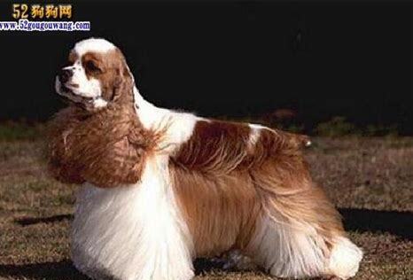 美卡犬如何养最好,美卡犬怎么养