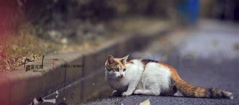 流浪小奶猫怎么养
