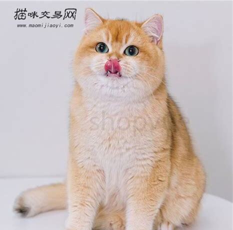 渐层猫怎么养