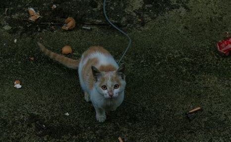 流浪小奶猫怎么养好