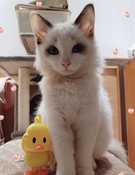 三个月大的猫咪怎么养