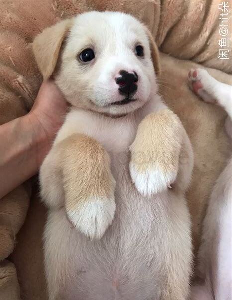 小奶狗怎么喂养