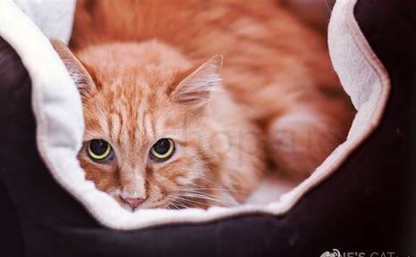 怎么把猫脸养圆