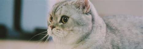 怎么把猫脸养圆一点