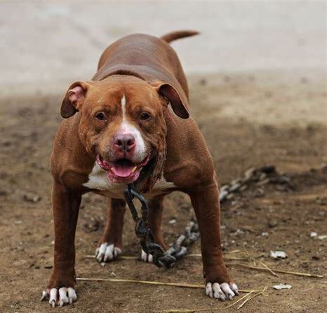 怎么养比特犬