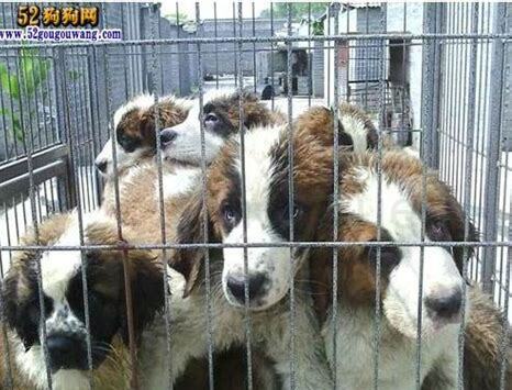 怎么在院子里养狗狗
