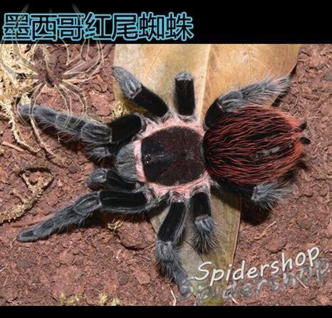 墨西哥红尾蜘蛛怎么养