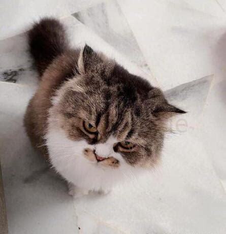 三个月美短猫怎么养