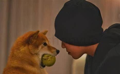 怎么在院子里养狗狗视频