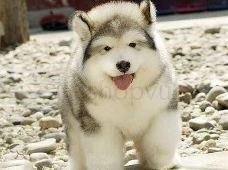 啊拉斯加幼犬怎么养