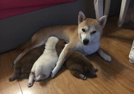 小柴犬怎么养才能又乖又听话