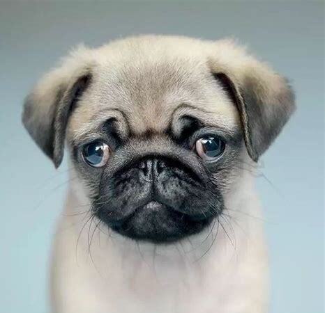 怎么养八哥犬