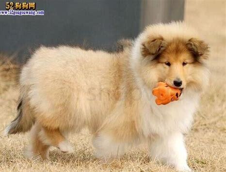 苏牧犬怎么养才听话