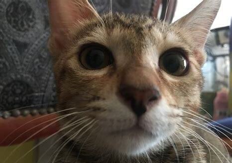 一个月的土猫怎么养 一个月的土猫怎么养