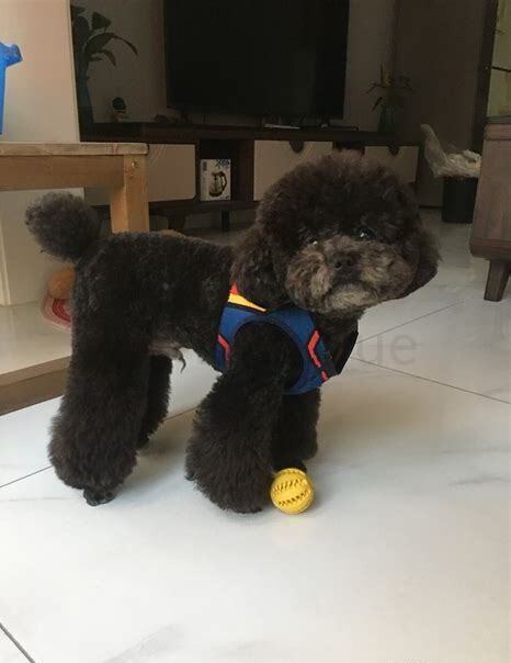 小体泰迪是什么体型,小体泰迪怎么养