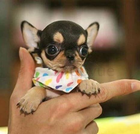 怎么把吉娃娃犬养好，吉娃娃该怎样喂养