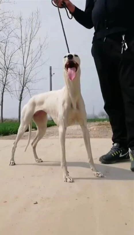 惠比特幼犬怎么养